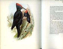 Birds of Europe, 160 color-plates from Lithographs of John Gould, 1966, HC Book