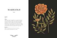 Floriography: An Illustrated Guide to the Victorian Language of Flowers (Volume