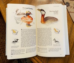 Vintage Reader’s Digest “BOOK of NORTH AMERICAN BIRDS”, hardcover, 576 pgs, Mint