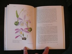 The Genus Pleione A Kew Magazine Monograph by Phillip Cribb and Ian Butterfield