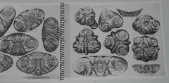 KOH-I-NOOR American brilliant cut glass Murr ImportCo Chicago catalog OP SM