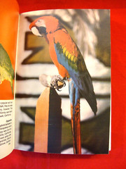 TAMING AND TRAINING PARROTS By Edward J. Mulawka – Hardcover Book w/352 Pages