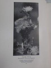 Antique-Moths of the Limberlost by Gene Stratton-Porter, 1921, VGC