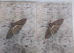 Antique-Moths of the Limberlost by Gene Stratton-Porter, 1921, VGC