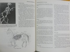 Horsemanship and Riding Horses Equestrian Riding 1977 Illus HC by M E Ensminger