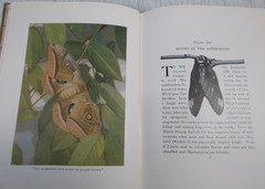 Antique-Moths of the Limberlost by Gene Stratton-Porter, 1921, VGC