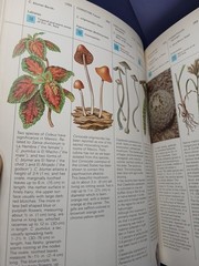 Plants of the Gods Origins of Hallucinogenic Use Schultes Evans Hoffman 1979