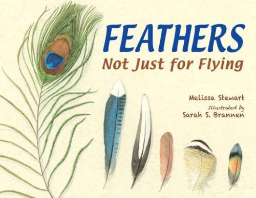 Feathers: Not Just for Flying – Paperback By Stewart, Melissa – GOOD