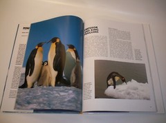 Penguins Hardback Book by Derek Hastings